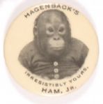 Ham Jr.