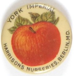 York Imperial Apples
